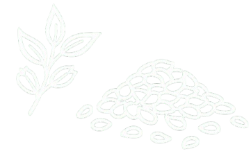 Sesame Seeds sample