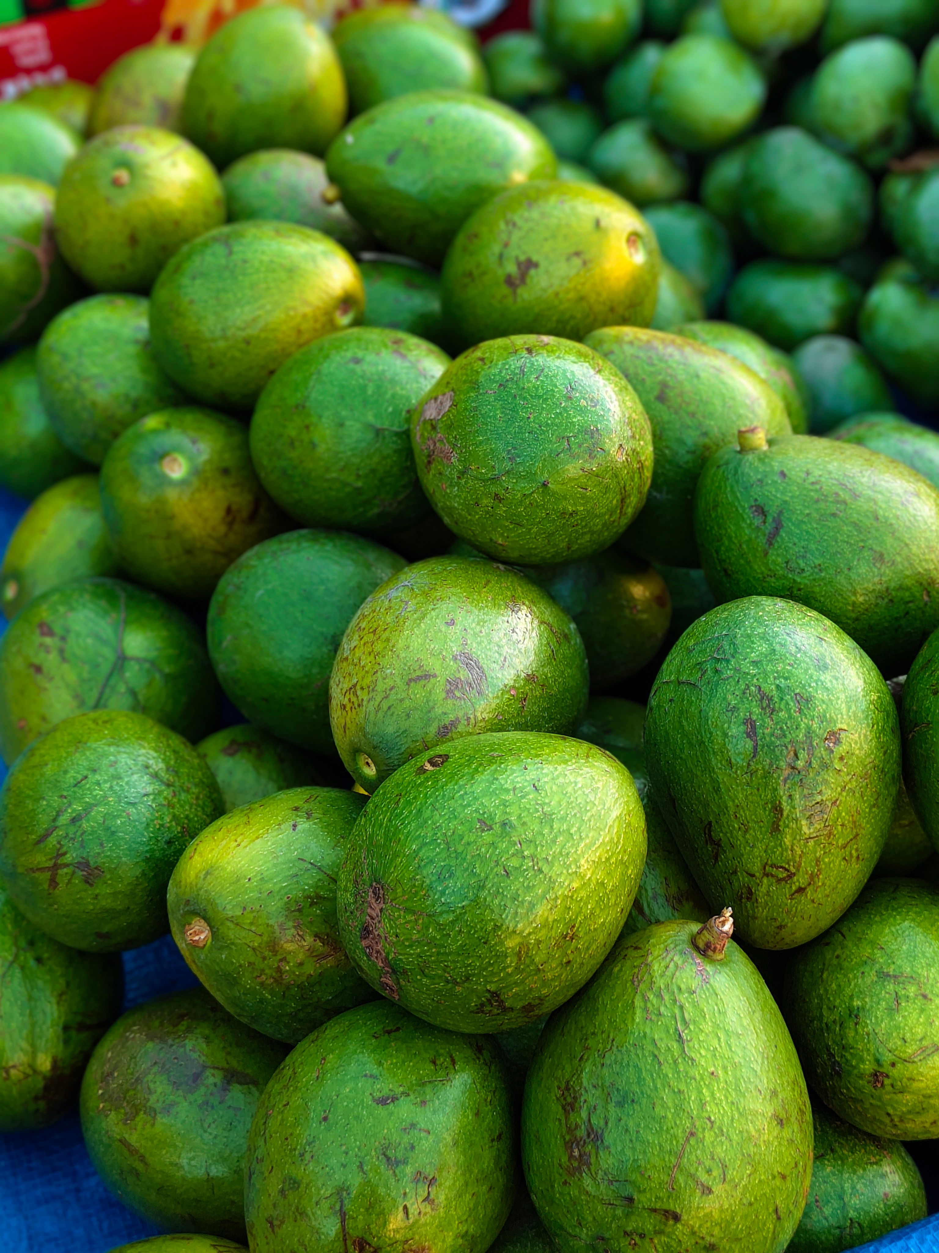 Fresh Avocado